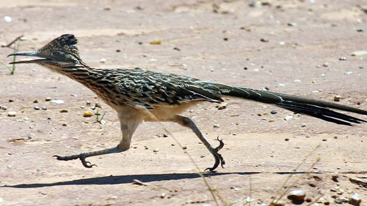 ఈ పక్షి ఎగరదు కానీ దాన్ని పట్టుకోవడం అసాధ్యం…