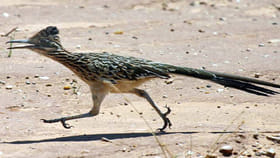 ఈ పక్షి ఎగరదు కానీ దాన్ని పట్టుకోవడం అసాధ్యం...