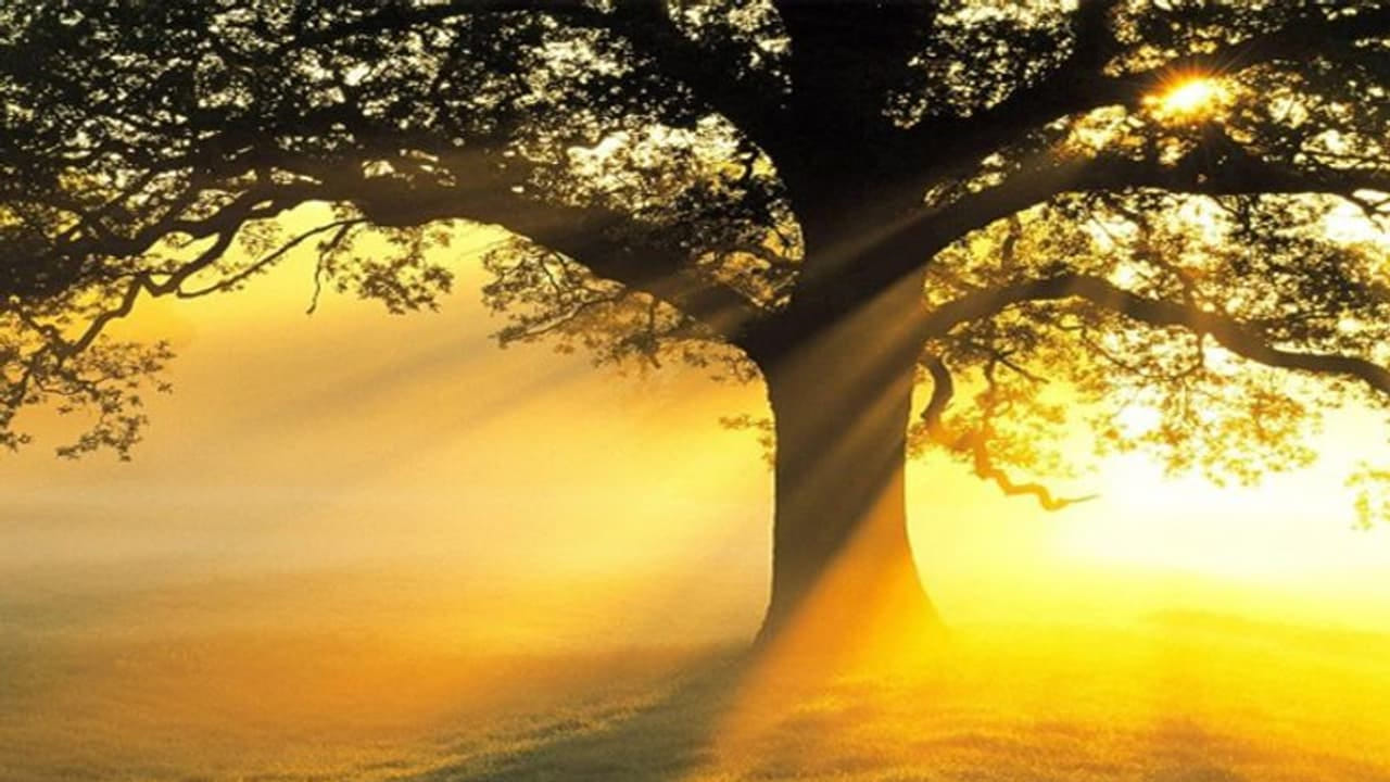 ప్రతి సంవత్సరం మే 25న రోహిణి కార్తె ప్రారంభం అవుతుంది. ఈ సమయంలో తీవ్రమైన ఎండ ఉంటుంది. ఇక రోహిణి కార్తె అంటే,  సూర్యుడు ప్రతి 13 రోజులకు ఒక నక్షత్రంలో సంచారం చేస్తాడు. అయితే రోహిణి నక్షత్రంలోకి సూర్యుడు సంచరించే సమయాన్ని రోహిణి కార్తె అంటారు. ఈ సమయంలో ఎండ తీవ్రత అధికంగా ఉండటమే కాకుండా, అగ్నిప్రమాదాలు కూడా ఇప్పుడే ఎక్కువగా జరుగుతుంటాయి. 