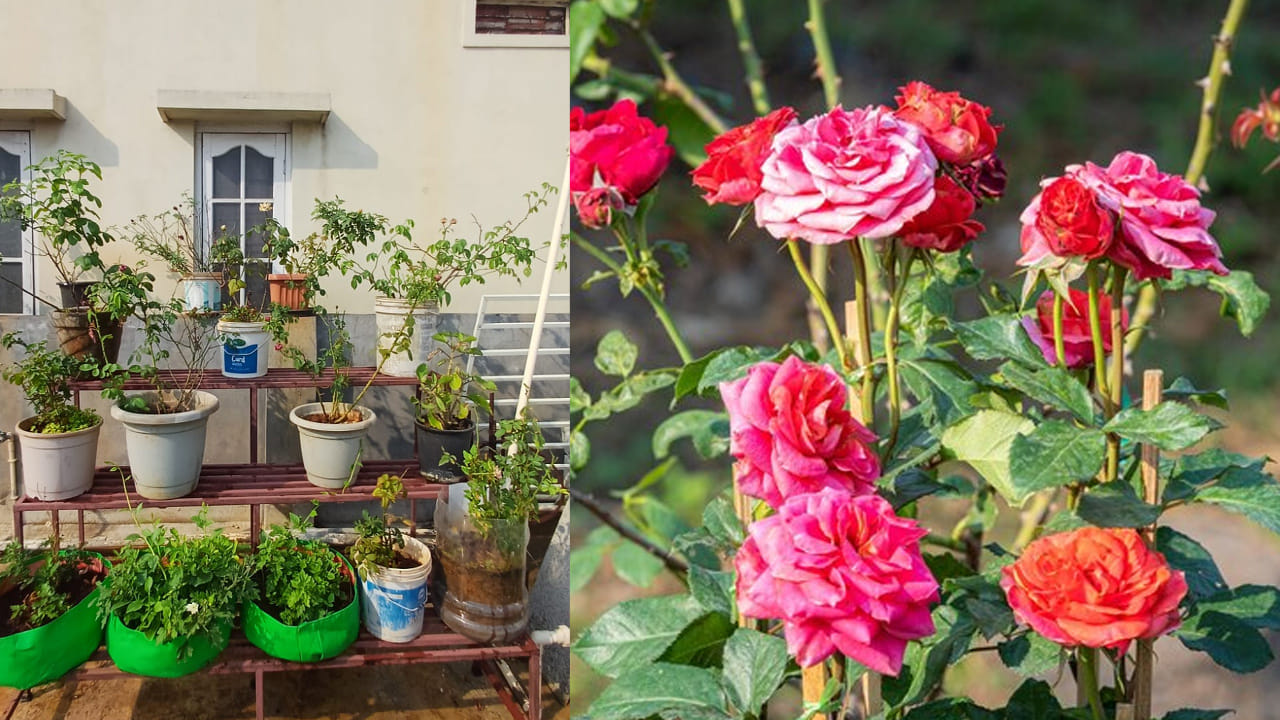 ఎండు కొమ్మల కత్తిరింపు (Pruning): కుండీలో పెంచే గులాబీ మొక్కలు సరిగ్గా పెరగకపోవడానికి ప్రధాన కారణం పోషకాల లోపం. నీళ్లు ఎలా పడితే అలా పోయడం.. మొక్క ఎండిపోతున్నట్లు అనిపిస్తే, ముందుగా దానిపై ఉన్న ఎండిపోయిన కొమ్మలను, ఆకులను కత్తిరించాలి (Pruning).  నల్లగా మారిన లేదా ఎండిపోయిన కొమ్మలను కత్తిరించడం వల్ల ఆ భాగానికి వృధా అయ్యే పోషకాలు ఆగిపోయి, కొత్తగా చిగుర్లు రావడానికి సహాయపడతాయి. కత్తిరించిన చోట కొంచెం పసుపు లేదా ఫంగిసైడ్ రాయడం వల్ల ఇన్ఫెక్షన్లు రాకుండా ఉంటాయి.