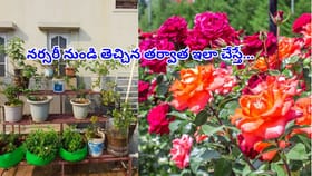 నర్సరీలో ఇరగబూసే గులాబీ మొక్క..ఇంటికి తేగానే ఎండిపోతుందా?ఈ ట్రిక్