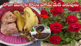 మీ రోజా మొక్క పూయడం లేదా? ఇంట్లోనే ఈ మ్యాజిక్ ఎరువులు వాడి చూడండి