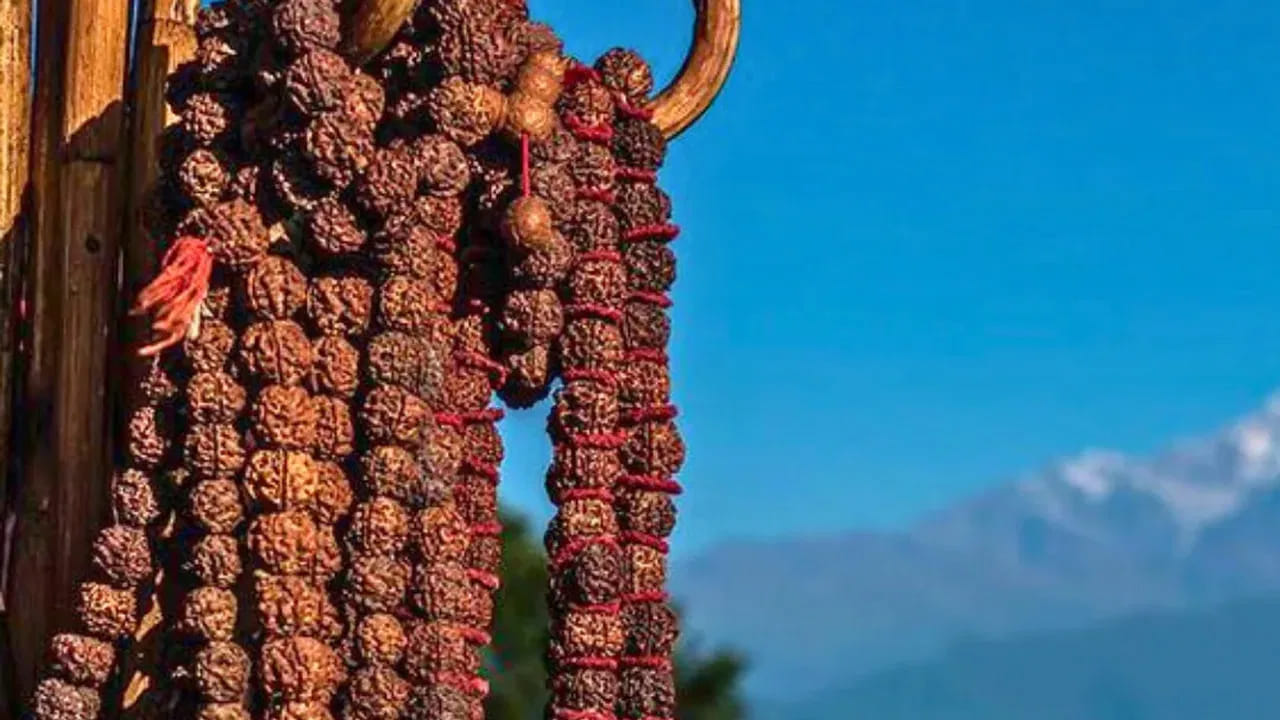 
రుద్రాక్ష మాలను ధరించడానికి అనుకూలమైన రోజులు.. 

శాస్త్రాల ప్రకారం, రుద్రాక్షను పవిత్రమైన రోజుల్లో ధరిస్తే దాని ఆధ్యాత్మిక ఫలితం అధికంగా ఉంటుందని భావిస్తారు. ముఖ్యమైన రోజులు: సోమవారం, శ్రావణ మాసం, మహాశివరాత్రి
పౌర్ణమి, అమావాస్య.. ఈ రోజులు శివారాధనకు ప్రత్యేకమైనవి కావడంతో భక్తి భావనతో ధరించడం శ్రేయస్కరంగా భావిస్తారు.
