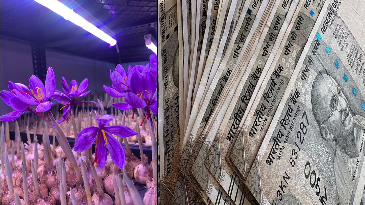 Business Idea: ఇంట్లోనే ఉంటూ లక్షలు సంపాదించాలనుకుంటున్నారా? అయితే సాఫ్రాన్ పెంచండి!0