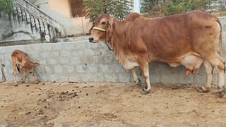 నెలలో మూడోసారి నల్లమల అడవిలో కార్చిచ్చు.. అప్రమత్తమైన అధికారులు