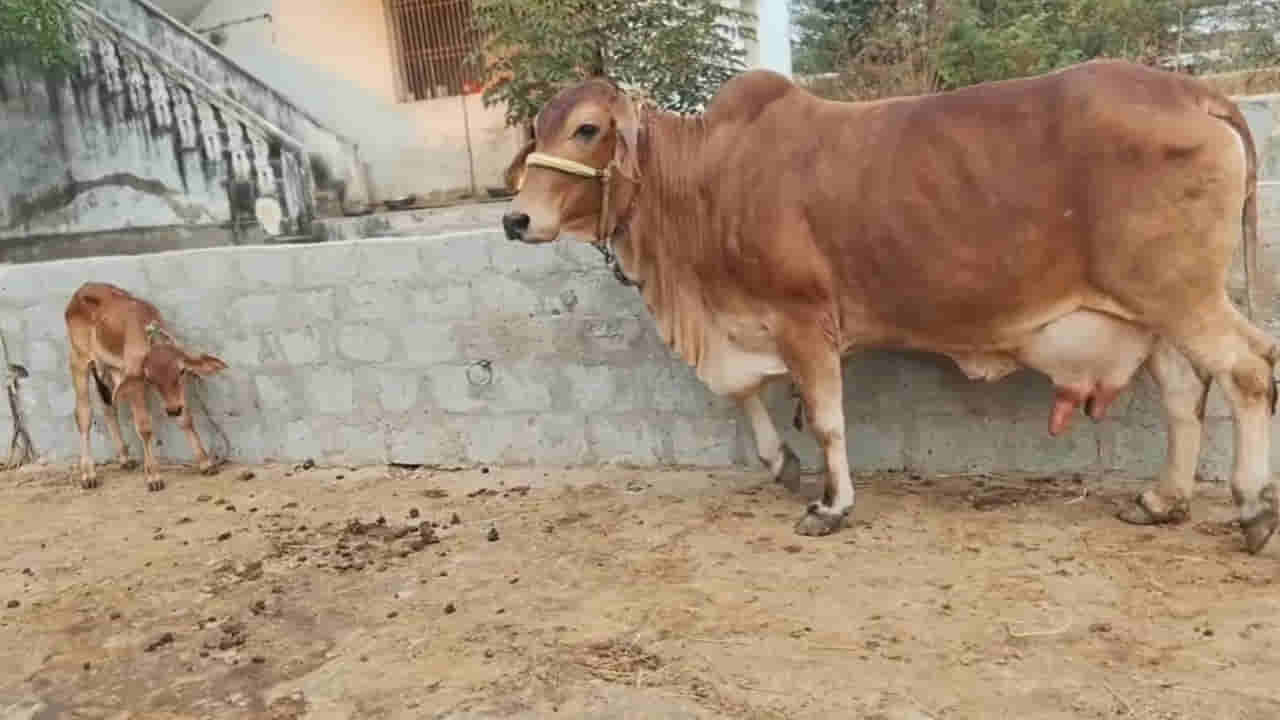 రోజుకు 12 లీటర్ల పాలిచ్చే ఆవులు.. నిర్వహణ సులభం.. ధర ఎంతంటే..