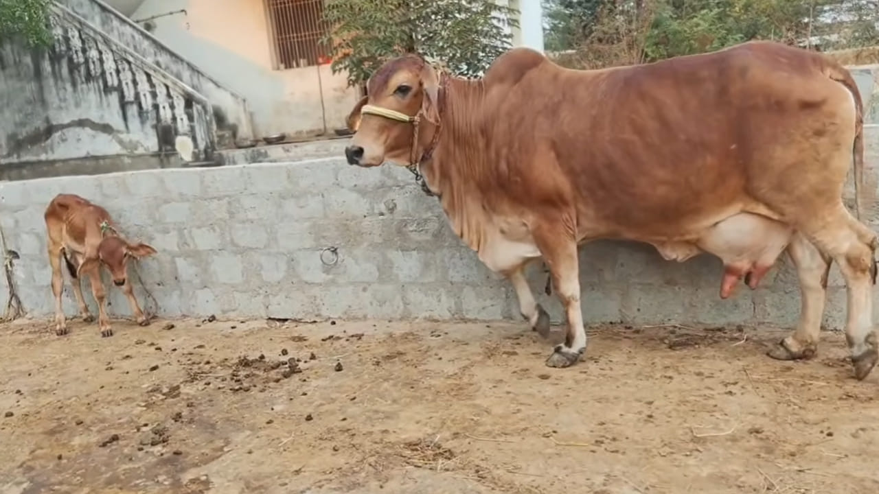 రోజుకు 12 లీటర్ల పాలిచ్చే ఆవులు.. నిర్వహణ సులభం.. ధర ఎంతంటే..