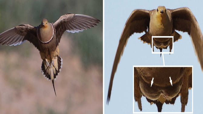 సృష్టిలో అద్భుతం ఈ పక్షి..