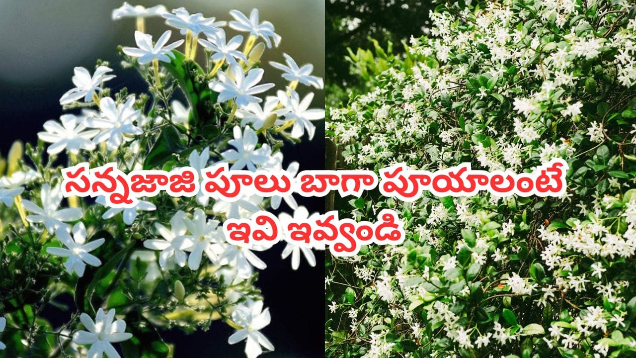 సన్నజాజి పూలు సంవత్సరం అంతా బుట్టల నిండా పూయాలంటే ఇవి ఇవ్వండి.. ఇక ఇల్లంతా సువాసనే..