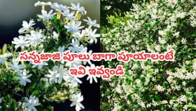 సన్నజాజి పూలు బాగా పూయాలంటే ఇవి ఇవ్వండి