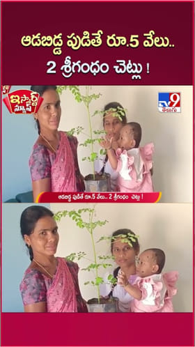 Girl Child: ఆడబిడ్డ పుడితే రూ.5 వేలు.. 2 శ్రీగంధం చెట్లు