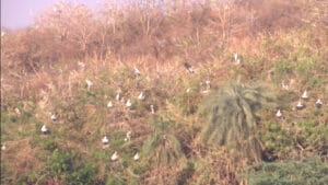 Siberian Migratory Birds 2