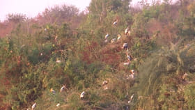 సైబీరియా నుంచి కర్నూలుకు వలస.. వేలాది పక్షుల అద్భుత దృశ్యం