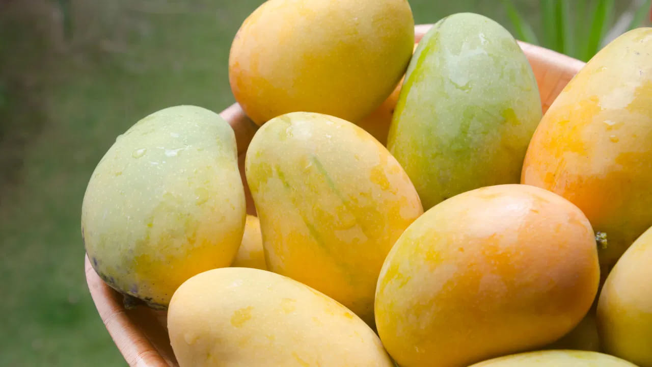 ఈ తప్పులు అస్సలు చేయకండి: మామిడి మిల్క్‌షేక్ తాగడం వల్ల జీర్ణవ్యవస్థపై ప్రతికూల ప్రభావం పడుతుంది. ఆయుర్వేదం ప్రకారం పుల్లని పండ్లను పాలతో కలిపి తీసుకోవడం విరుద్ధాహారం కిందకు వస్తుంది. మామిడి పండు తిన్న వెంటనే నీళ్లు తాగడం వల్ల కడుపు ఉబ్బరం, అజీర్ణం వంటి సమస్యలు తలెత్తుతాయి. పడుకునే ముందు మామిడి పండు తింటే అందులోని చక్కెర శక్తిని విడుదల చేస్తుంది, దీనివల్ల నిద్రలేమి సమస్యలు వచ్చే అవకాశం ఉంది.
