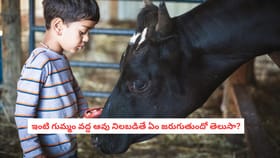 ఇంటి గుమ్మం వద్ద ఆవు నిలబడితే ఏం జరుగుతుందో తెలుసా?
