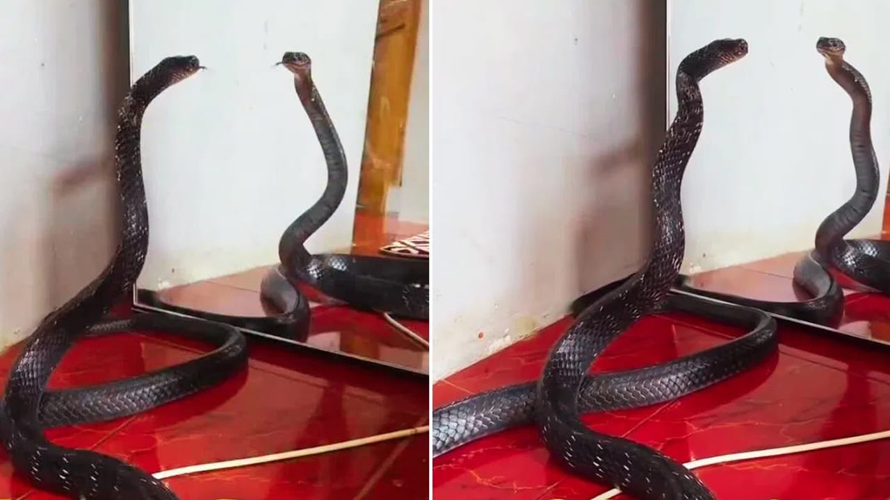 పాము మీ ఇంట్లో ఉంటే కనిపించే సంకేతాలు ఇవే.. లైట్ తీసుకుంటే మీ ప్రాణాలకే రిస్క్..