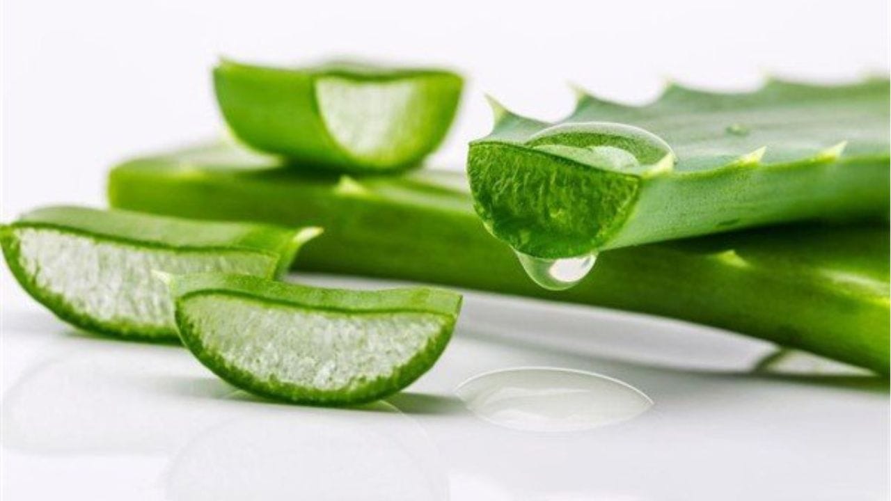 కలబంద : ముఖ సౌందర్యానికి కలబంద ఒక అద్భుతమైన ఔషధం. ఇందులో ఉండే విటమిన్-E, యాంటీ ఆక్సిడెంట్లు చర్మంపై ముడతలను తగ్గించి, వయసు తక్కువగా కనిపించేలా చేస్తాయి. కలబంద జెల్‌ను ముఖానికి రాయడం వల్ల చర్మం మృదువుగా మారుతుంది అలాగే చర్మ రంగు కూడా మెరుగుపడుతుంది.