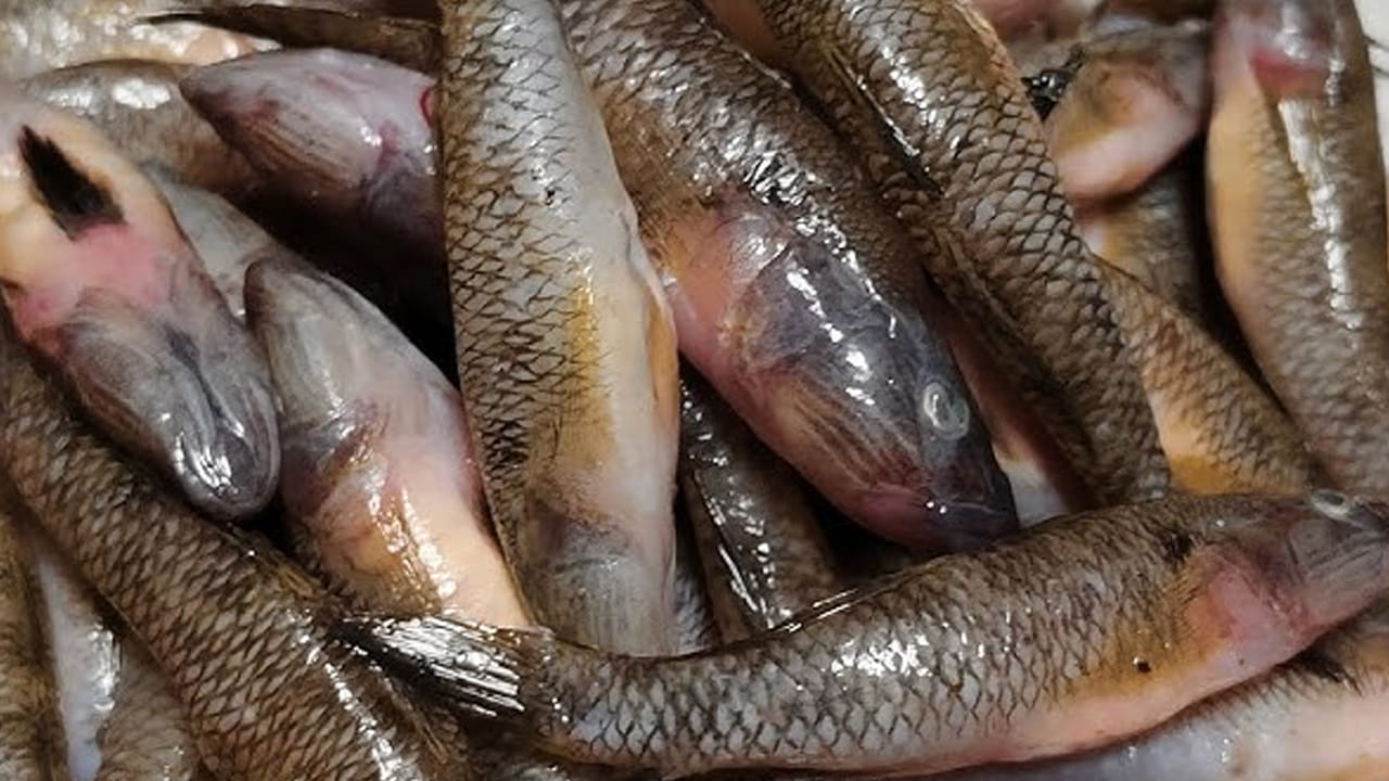 ఒక టేబుల్ స్పూన్ కారం, అర టేబుల్ స్పూన్ పసుపు, రుచికి సరిపడా ఉప్పు,  ఒక టేబుల్ స్పూన్ ధనియాల పొడి, అర టేబుల్ స్పూన్ జీలకర్ర పొడి వేసి కలపండి. ఆ తర్వాత చింతపండు రసం వేసి బాగా ఉడికించుకోవాలి. 