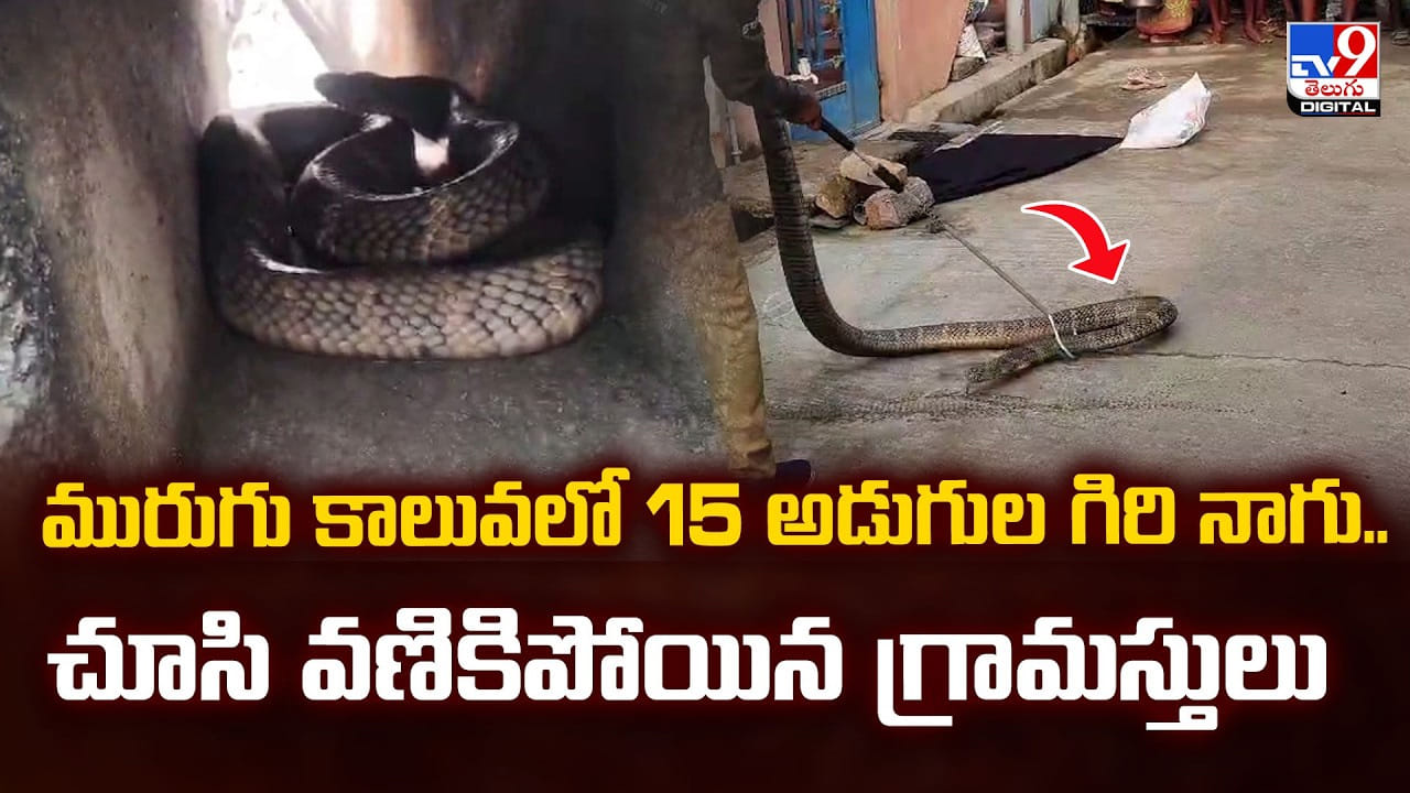 మురుగు కాలువలో 15 అడుగుల గిరి నాగు.. చూసి వణికిపోయిన గ్రామస్తులు