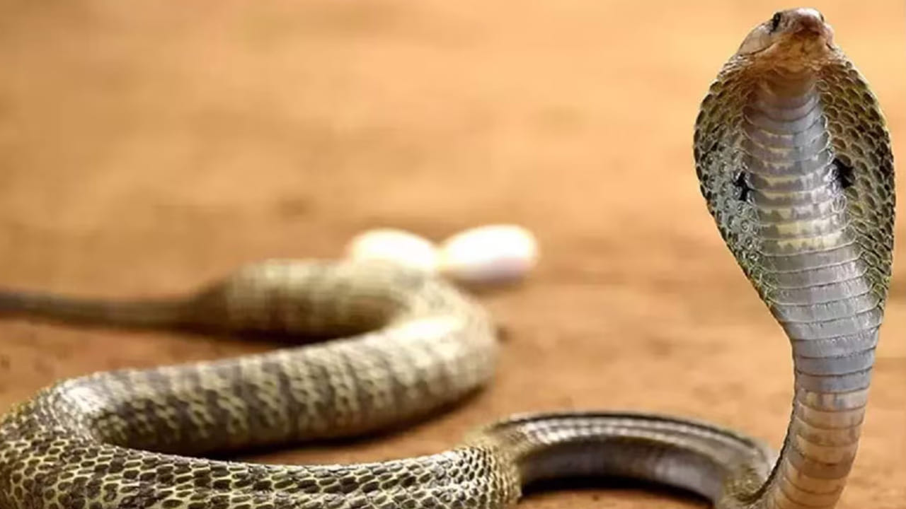 మరి నిజంగానే పాములు పగబడతాయా? చాలా సినిమాల్లో పాములు పగబడతాయి? అవి ఏ జన్మలో అయినా సరే తమ పగను తీర్చుకుంటాయని ఇలా అనేక సినిమాల్లో వచ్చింది. అంతే కాకుండా చాలా మంది కూడా పాము పగపడుతుంది. పామును ఏదైనా యాక్సిడెంట్ చేసిన సమయంలో దానికి దెబ్బతగిలితే అది పగ పడుతుంది ఇలా అనేక కథలు చెబుతుంటారు.