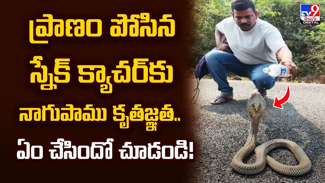 ప్రాణం పోసిన స్నేక్‌ క్యాచర్‌కు నాగుపాము కృతజ్ఞత.. ఏం చేసిందో చూడండి
