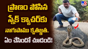 ప్రాణం పోసిన స్నేక్‌ క్యాచర్‌కు నాగుపాము కృతజ్ఞత..