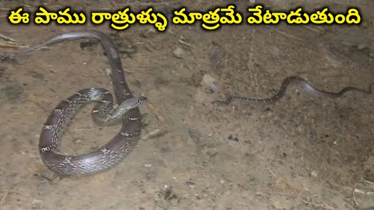 Snake: మనుషులకు భయపడదు.. రాత్రుళ్లు మాత్రమే వేటాడుతుంది.. ఈ పాము ఏంటో చెప్పగలరా.!