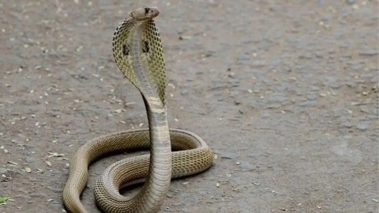 మరి నిజంగానే పాములు పగ బడతాయా? అసలు దీని గురించి నిపుణులు ఏమంటున్నారో చూద్దాం. పాములు పగబడతాయని చాలా మంది అంటారు కానీ, ఇందులో ఏ మాత్రం నిజం లేదు అని చెప్తున్నారు నిపుణులు. ఎందుకంటే? పాములకు జ్ఞాపక శక్తి చాలా తక్కువగా ఉంటుందంట. అందువలన దానికి ఒక వ్యక్తిని గుర్తు పెట్టుకొని మరి దాడి చేసే శక్తి సామార్థ్యాలు, అంత మెమోరీ పవర్ ఉండదంట. అందుకే పాములు పగ బట్టవంట.