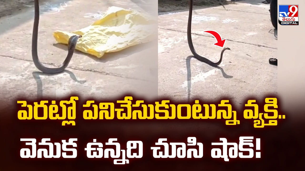 పెరట్లో పనిచేసుకుంటున్న వ్యక్తి.. వెనుక ఉన్నది చూసి షాక్‌