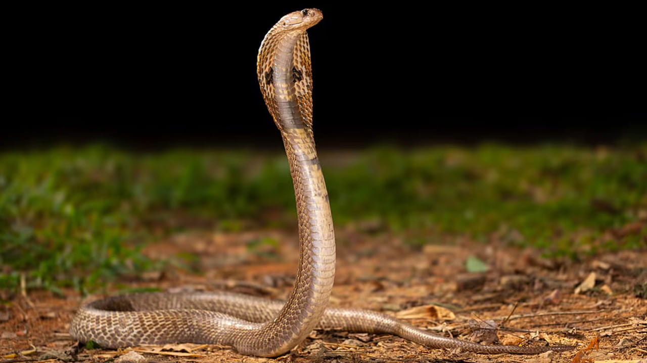 నోట్ : పై సమాచారం నిపుణుల ఆధారంగా, ఇంటర్నెట్‌లోని సమాచారం మేరకు మాత్రమే ఇ్వవడం జరిగింది. టీవీ 9 తెలుగు దీనిని ధృవీకరించలేదని పాఠకులు గమనించాలి. ఇది కేవలం పాఠకుల ఆసక్తిమేరకు మాత్రం ఇవ్వడం జరిగింది. 