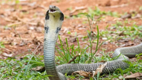 పాము మిమ్మల్ని పగబట్టిందని ఎలా తెలుసుకోవాలో తెలుసా?