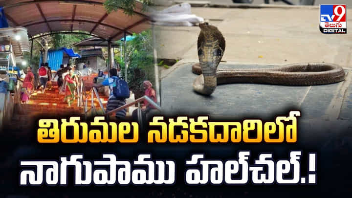 తిరుమల నడకదారిలో నాగుపాము హల్చల్ తిరుమల నడకదారిలో నాగుపాము హల్చల్