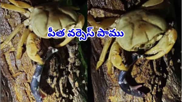 వేటగాడికి షాకిచ్చిన ఎండ్రకాయ..! పాము తలని ఏం చేసిందంటే.. ఒళ్లు గగుర్పొడిచే వీడియో చూశారా?