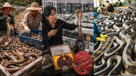 విషసర్పాల మధ్య నివాసం… అదే ఆమెకు కోట్లు తెచ్చిన గోల్డ్ మైన్!