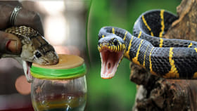 బంగారం కంటే ఖరీదైన విషం.. పాములతో కోట్లు సంపాదిస్తున్న ఆ ఊరు..