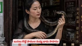 బుసలు కొట్టే పాముల మధ్య ఈ భామ సాహసం