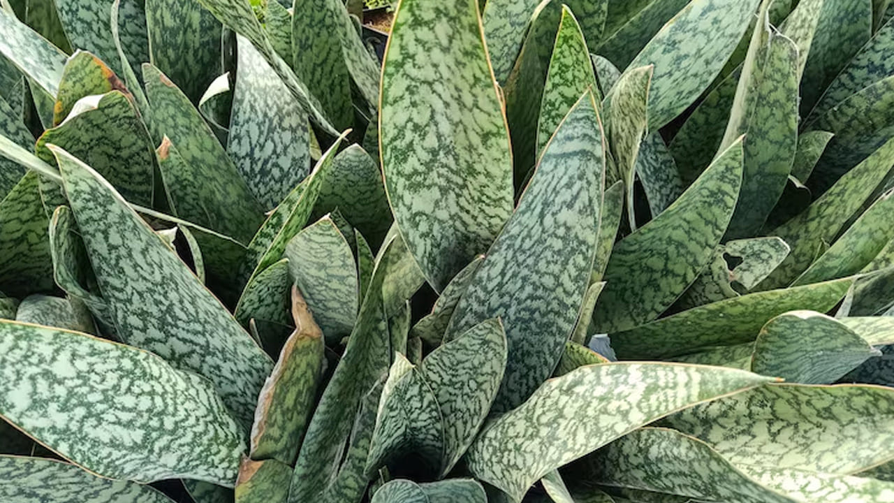Snake Plant