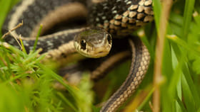 పాములు మీ ఇంటిని చూసి పారిపోతాయి.. ఈ 5 మొక్కలు ఉంటే చాలు..!