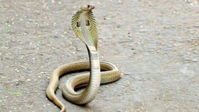 సమ్మర్‌లో పాములు ఇంట్లోకి రాకుండా ఉండాలంటే ఇలా చేయండి