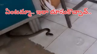 అమ్మ బాబోయ్.. ఎవరి పనుల్లో వారుంటే ఒక్కసారే దూసుకొచ్చింది.. వీడియో చూస్తే గుండె జల్లుమానాల్సిందే..