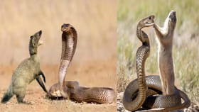 పాము కాటు వేసినా ముంగిస చనిపోదా..?