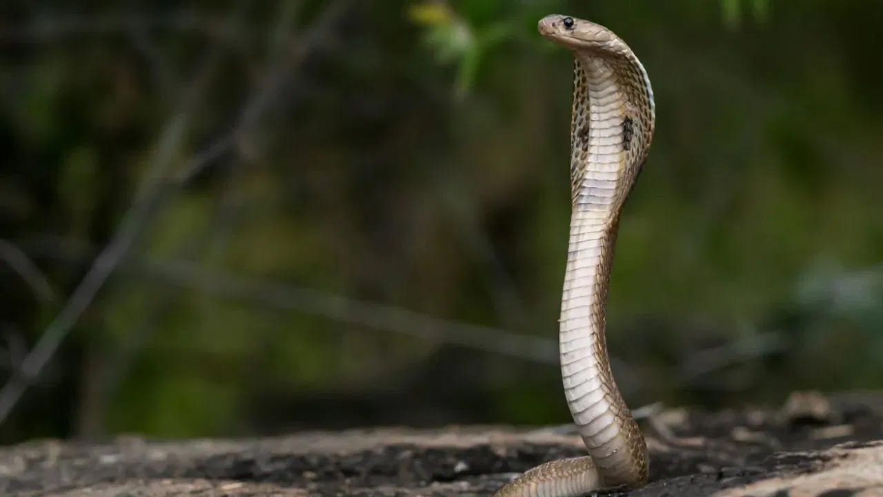 దీని వెనుక ఒక శాస్త్రీయ కారణం కూడా ఉంది. పాము చనిపోయినప్పుడు దాని శరీరం నుంచి ఒక ప్రత్యేకమైన వాసన రావడం మొదలవుతుంది. ఈ వాసన దాని జత పామును ఆ పాము వైపు ఆకర్షిస్తుంది.
