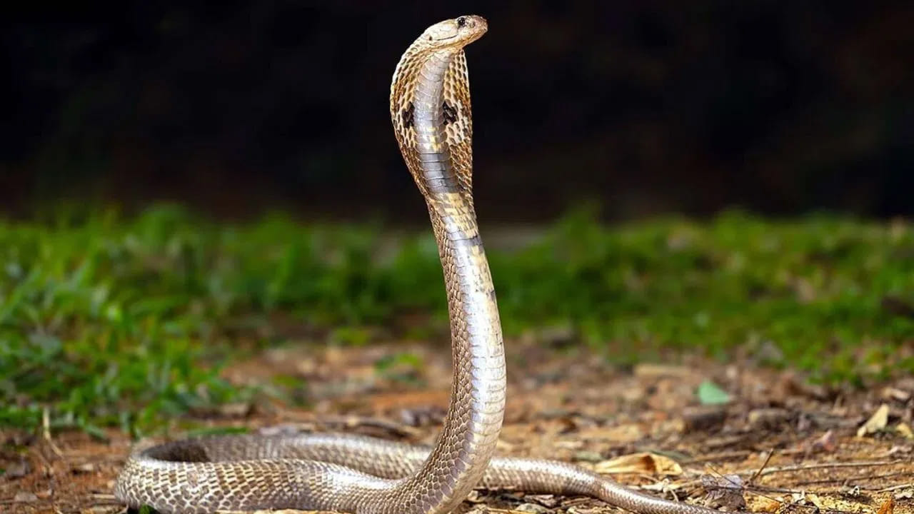 అందువల్ల పాము ఎవరిపైనా ప్రతీకారం తీర్చుకోదు. కానీ మీరు దాని దారికి అడ్డువస్తే. దానికి ప్రమాదమని అనిపిస్తే అది కాటు వేస్తుంది. అయితే చనిపోయిన పాము చుట్టు పక్కన చుట్టలు చుట్టుకుని ఉన్న మరో పాము ఉండటం మీరు చాలా సార్లు చూసే ఉంటారు. ఇలా ఎందుకు జరుగుతుందంటే..?