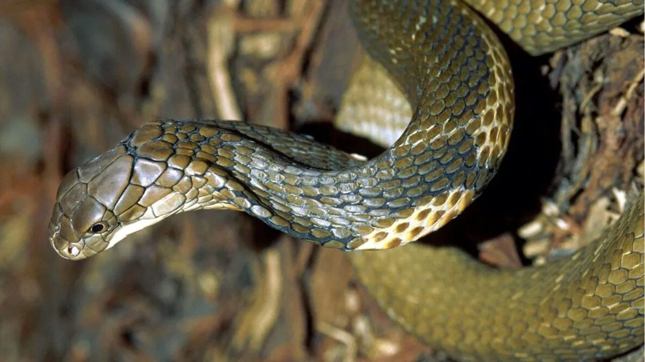 పాములు పగ పడతాయా? మనిషిపై ప్రతీకారం తీర్చుకోగలవా అనే ప్రశ్నకు సమాధానం లేదు. శాస్త్రవేత్తల ప్రకారం పాముల మెదడు అంతగా అభివృద్ధి చెందదు. కాబట్టి అవి ఏ వ్యక్తిని గుర్తుంచుకునే ప్రసక్తే లేదు.