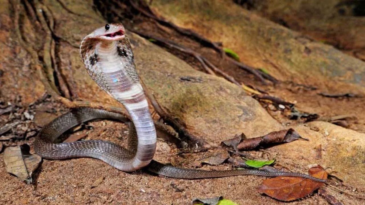 పాముల రహస్యం: అయితే చాలా మంది పాముల కళ్లను చూసి ఉంటారు కానీ.. వాటికి కనురెప్పలు ఉండవనే విషయం చాలా మంది గమనించరు. అవును పాములకు అసలు కనురెప్పలే ఉండవు. వాటి కళ్లపై పారదర్శకమైన చర్మపు పొర ఉంటుంది. ఈ పొర కళ్లను రక్షించడమే కాకుండా, పాము నిరంతరం చూస్తూ ఉండటానికి సహాయపడుతుంది. అందుకే పాములు కళ్లు ఆర్పకుండా చూస్తున్నట్లు మనకు అనిపిస్తాయి.