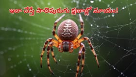 ఇంట్లో సాలీడు గూళ్లు కడుతున్నాయా? ఇలా చేస్తే క్షణాల్లో మాయం!