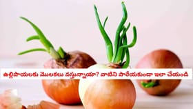 ఉల్లిపాయలకు మొలకలు వస్తున్నాయా? వాటిని పారేయకుండా ఇలా చేయండి