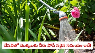 Buttermilk for Weight Loss: పొట్ట సమస్య మిమ్మల్ని వేధిస్తోందా? అయితే ఈ డ్రింక్ తాగండి, కచ్చితంగా సన్నబడతారు!