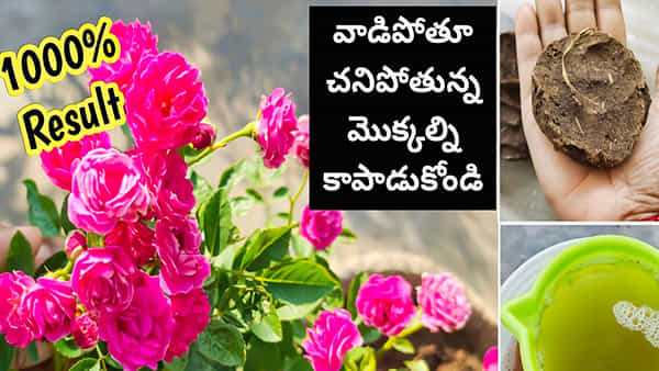 ఎండాకాలంలో వాడిపోతూ, ఎండిపోతున్న మొక్కలకి ఇది నిజంగా అమృతమే..