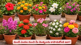 మండే ఎండల నుంచి మీ మొక్కలను కాపాడుకోండి ఇలా!